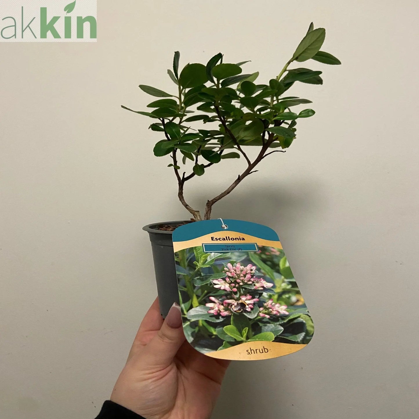 Escallonia 'Pink Elle' 9cm One Click Plants