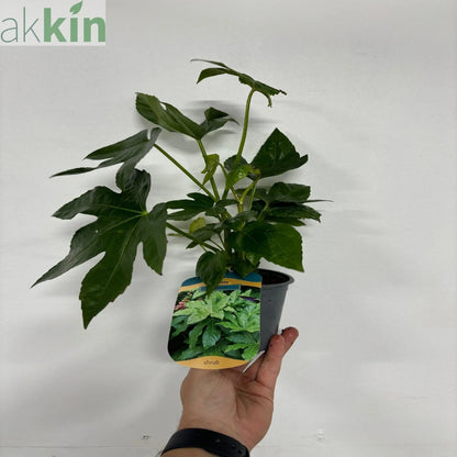 Fatsia japonica 9cm-5L One Click Plants