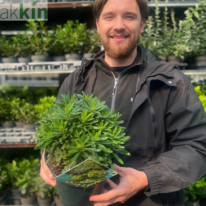 Euphorbia amygdaloides 'Red Wing' 3L One Click Plants