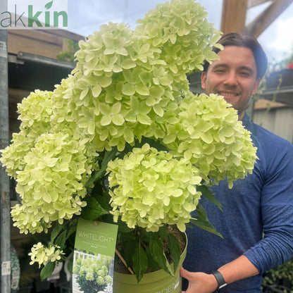 Hydrangea paniculata 'White Light' 2L / 5L / 7.5L One Click Plants
