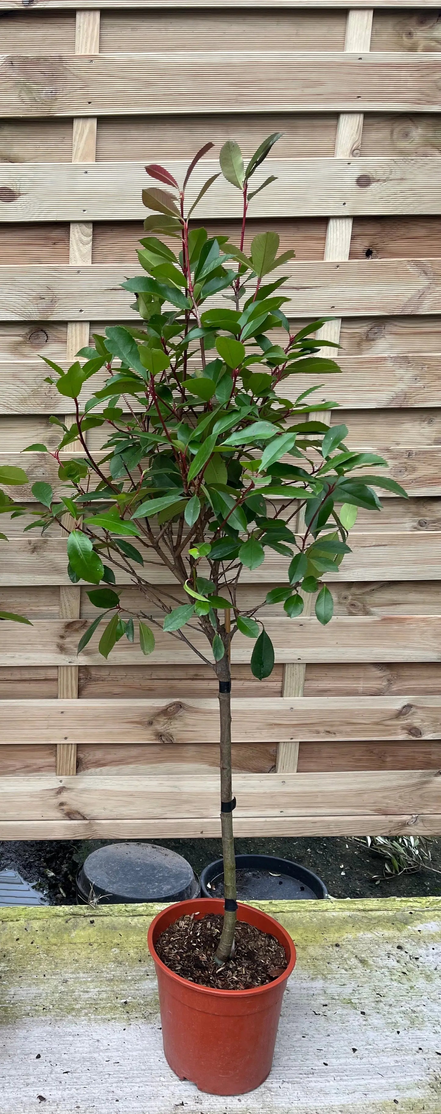 Special offer: Half Standard Photinia 'Red Robin' 100cm (2 for £54.99) One Click Plants