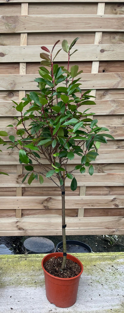 Special offer: Half Standard Photinia 'Red Robin' 100cm (2 for £54.99) One Click Plants