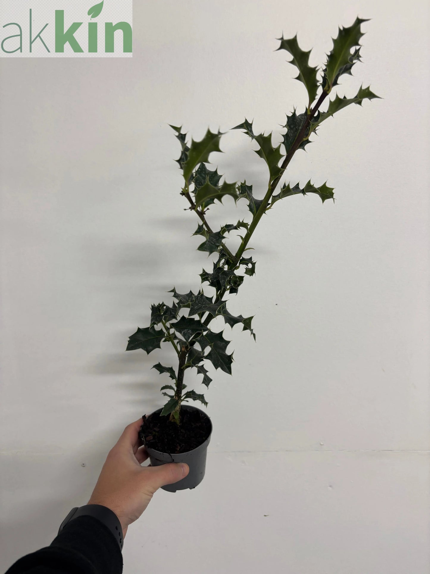 Ilex aquifolium (Holly Bush)  9cm / 2L One Click Plants