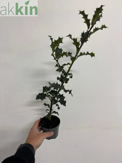 Ilex aquifolium (Holly Bush)  9cm / 2L One Click Plants