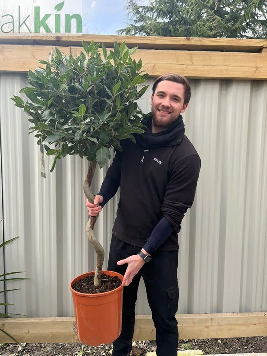 4ft / 5ft Spiral Stem Standard Bay Tree | Laurus nobilis | 110-120cm, 130-150cm One Click Plants