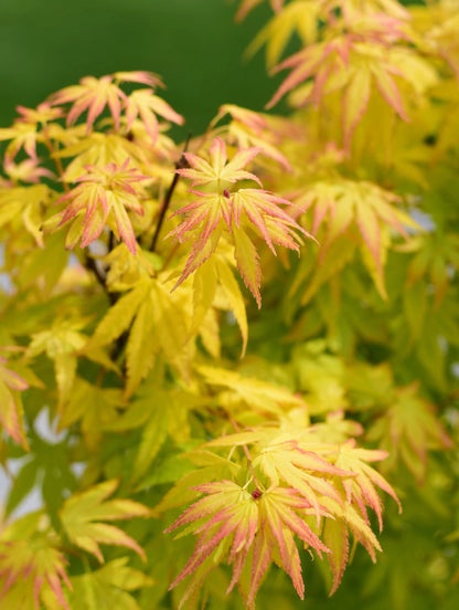 Acer palmatum 'Orange Dream' 10.5cm / 2L / 3L / 10L One Click Plants