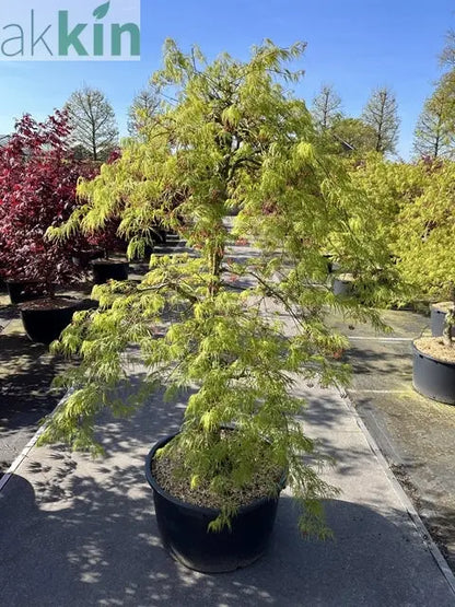 Acer palmatum Dissectum  65L 180cm One Click Plants