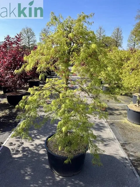 Acer palmatum Dissectum  65L 180cm One Click Plants