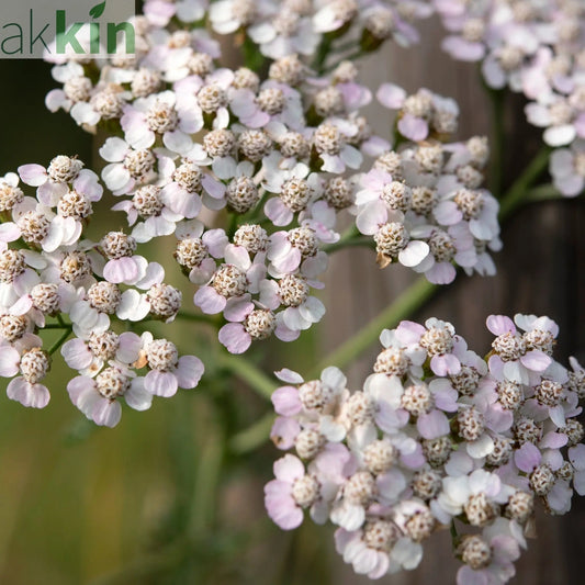 Achillea - Cream 9cm One Click Plants