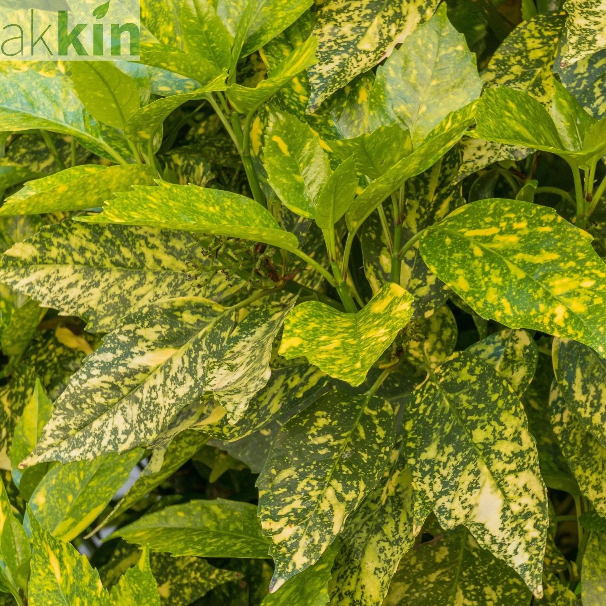 Aucuba Spotted Laurel 2L / 5L One Click Plants