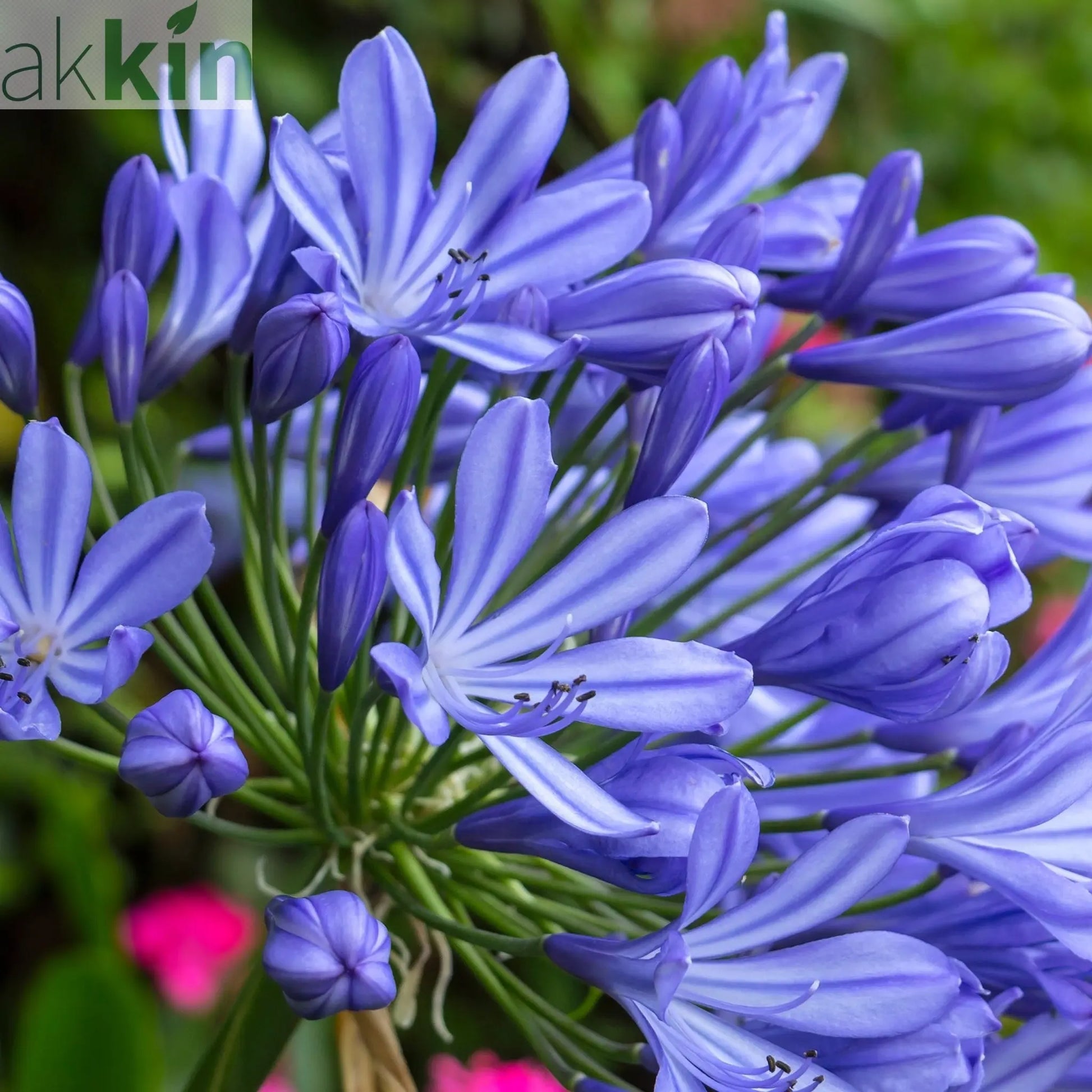 Agapanthus 'Africanus' - African Lily (Blue) 1.5L One Click Plants