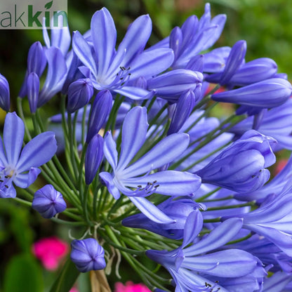 Agapanthus 'Africanus' - African Lily (Blue) 1.5L One Click Plants