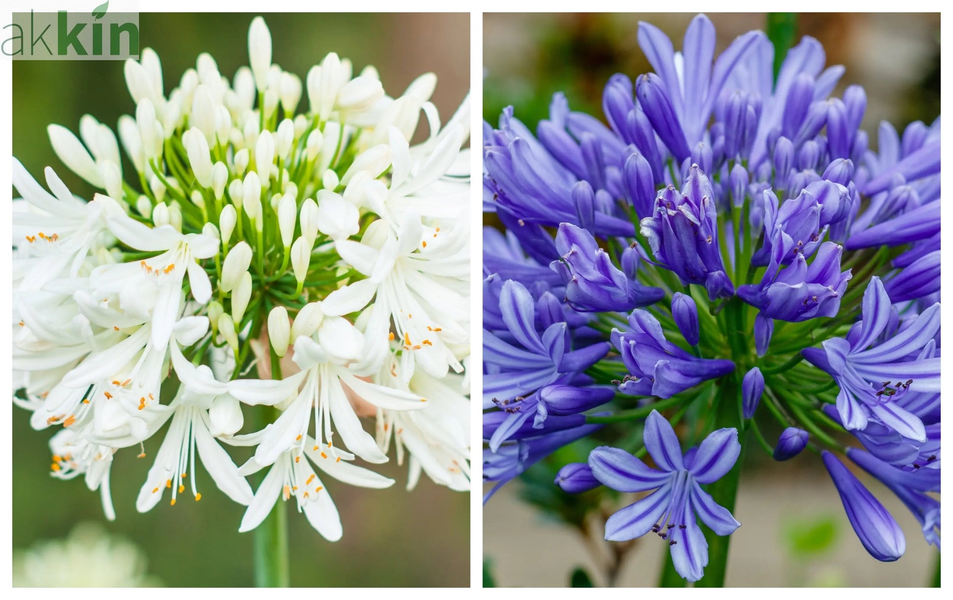 Agapanthus 'Africanus' - African Lily (Lost Label) One Click Plants