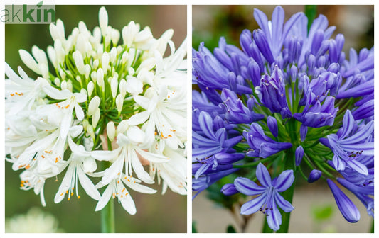 Agapanthus 'Africanus' - African Lily (Lost Label) One Click Plants