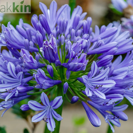 Agapanthus 'Africanus' - African Lily (Blue) 1.5L One Click Plants
