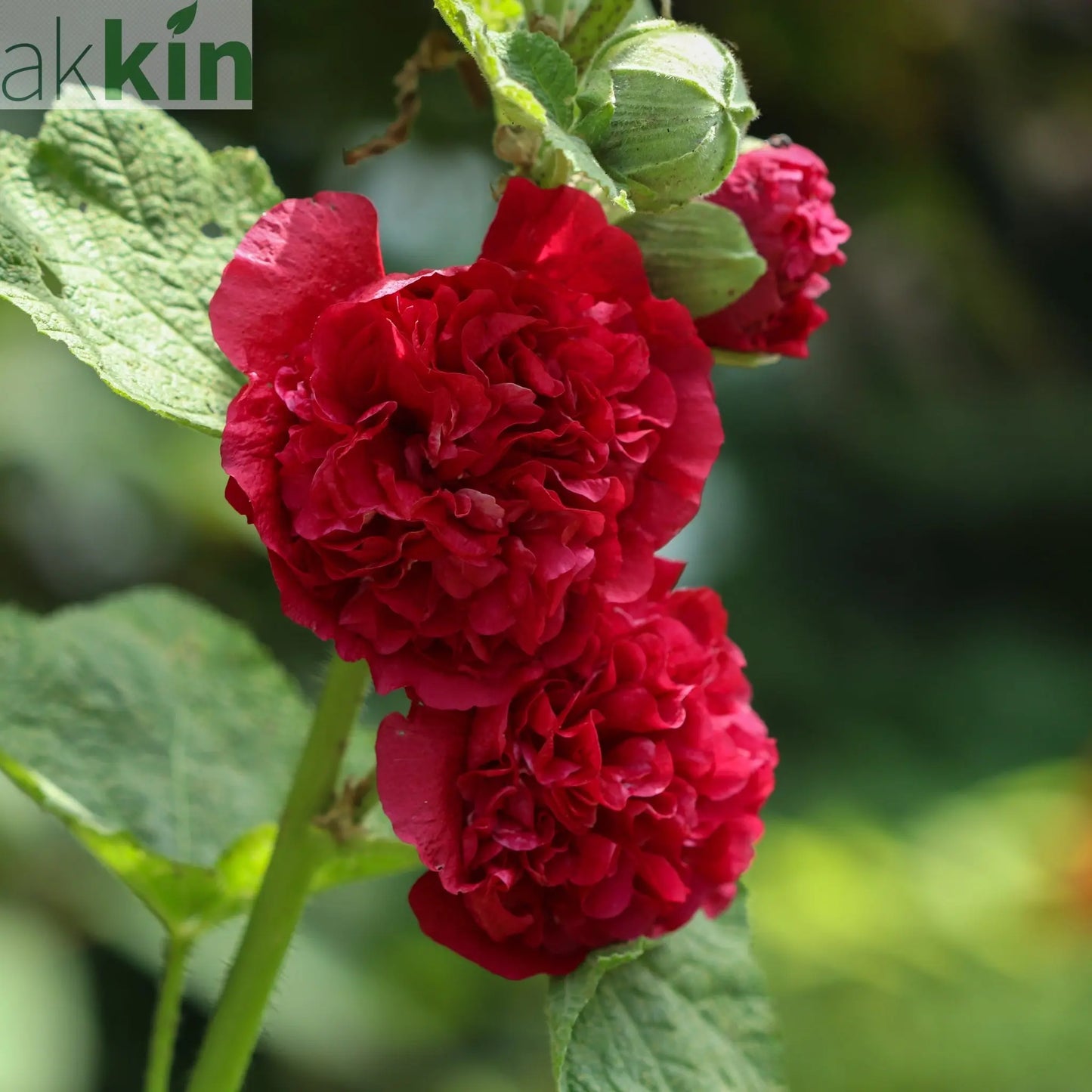 Hollyhock (Alcea) Chater's Red 9cm One Click Plants