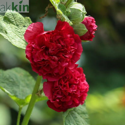Hollyhock (Alcea) Chater's Red 9cm One Click Plants