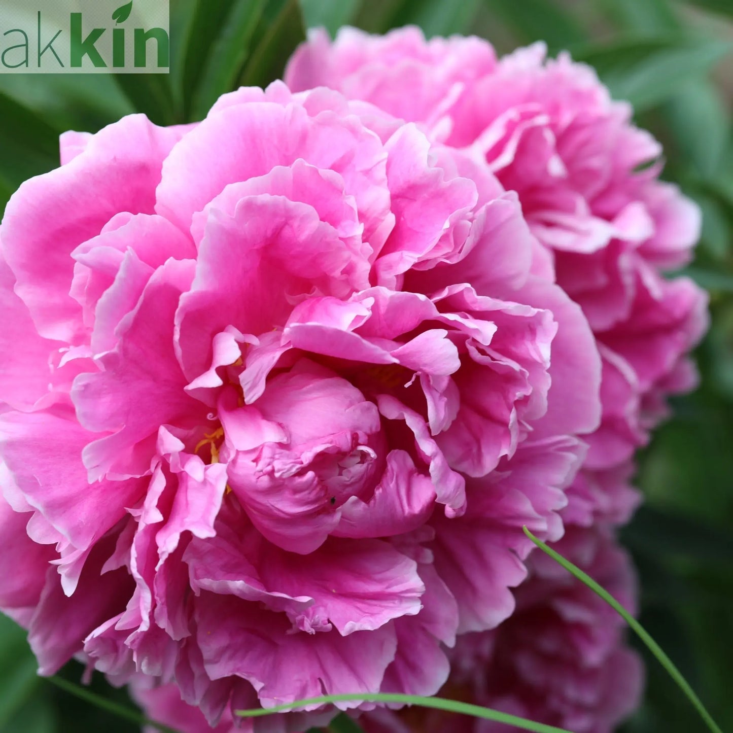 Peony 'Alexander Fleming' | Exotic Collection | 1 Bulb One Click Plants
