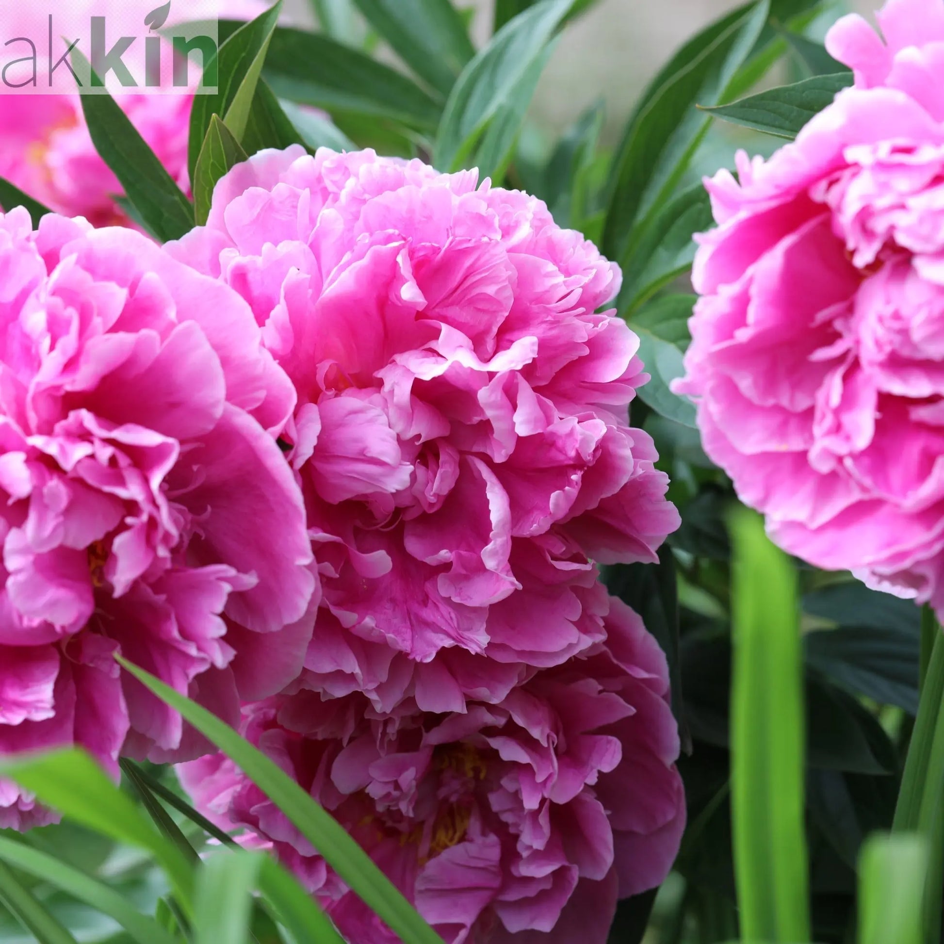 Peony 'Alexander Fleming' | Exotic Collection | 1 Bulb One Click Plants