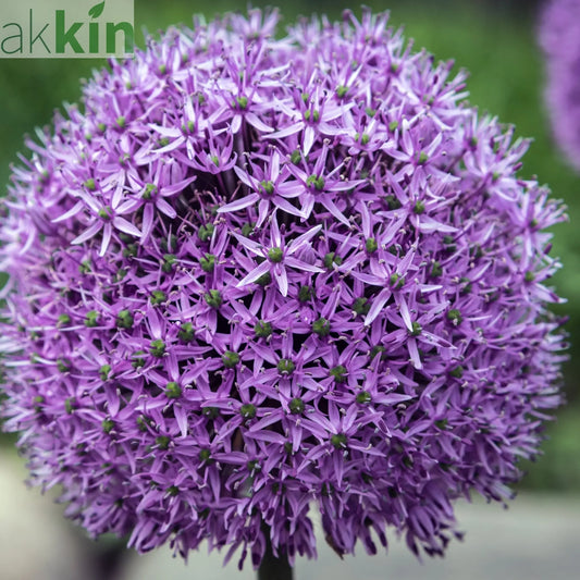 Allium 'Gladiator' 2L Pot One Click Plants