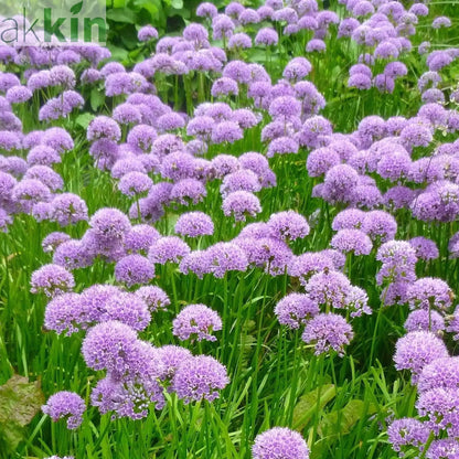 Allium 'Millenium' 2L One Click Plants