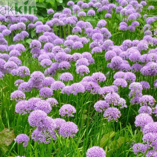 Allium 'Millenium' 2L One Click Plants