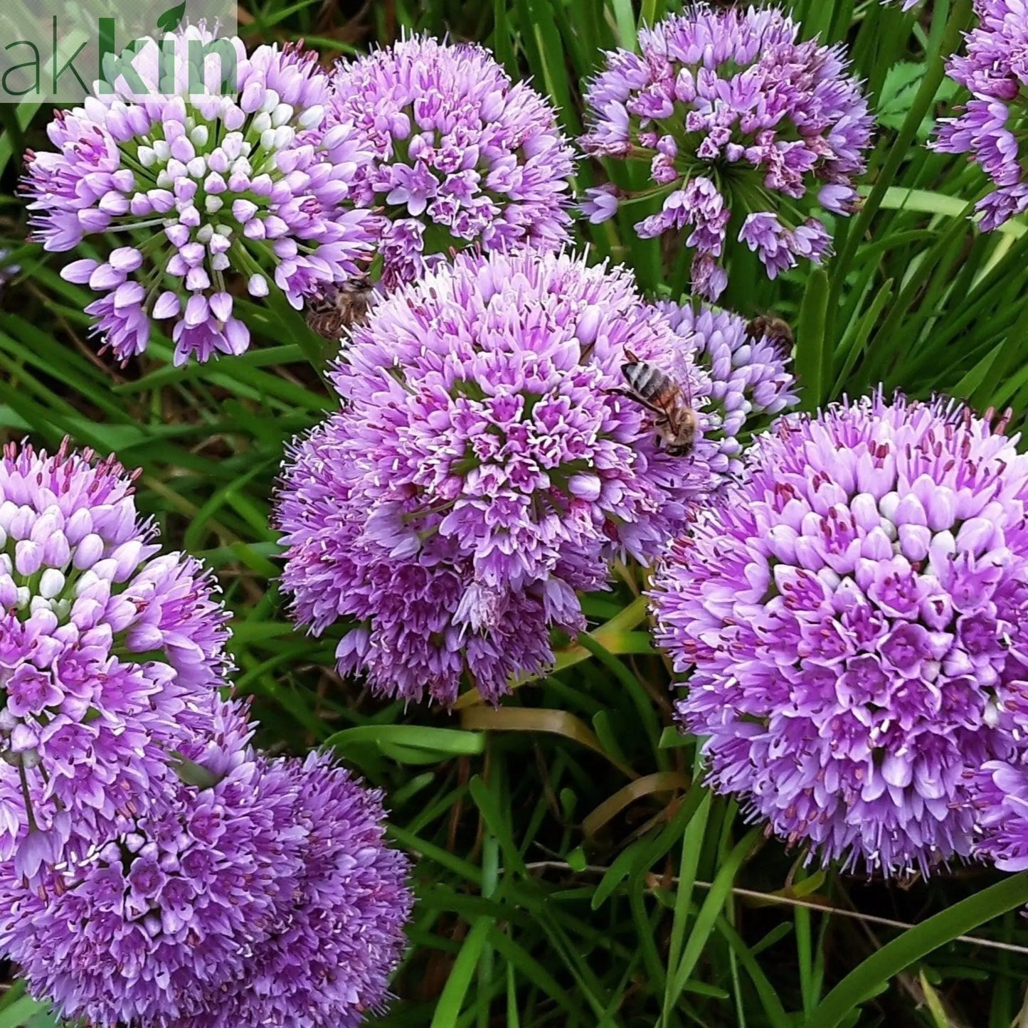 Allium 'Millenium' 2L One Click Plants