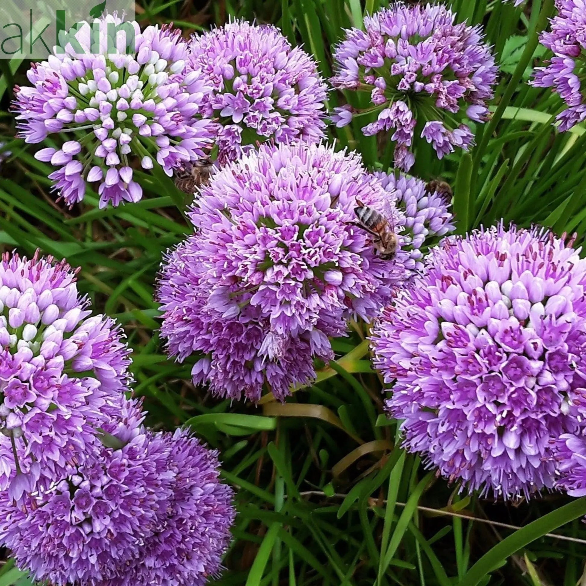 Allium 'Millenium' 2L One Click Plants