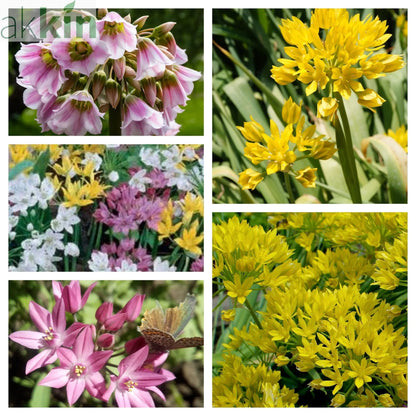 Allium Mixed Bulbs (25 Bulbs) One Click Plants