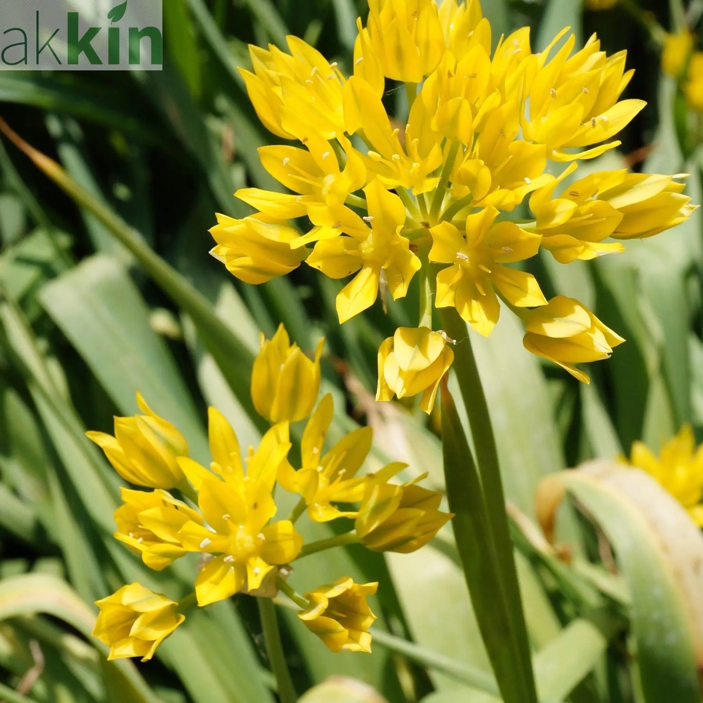 Allium Mixed Bulbs (25 Bulbs) One Click Plants