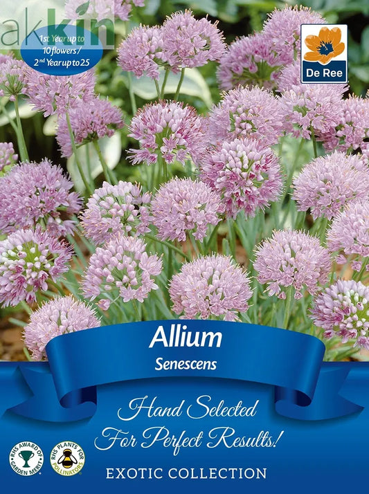 Allium senescens | Exotic Collection | 1 Bulb One Click Plants