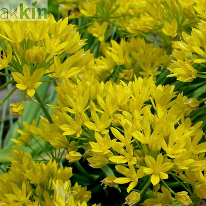 Allium Mixed Bulbs (25 Bulbs) One Click Plants