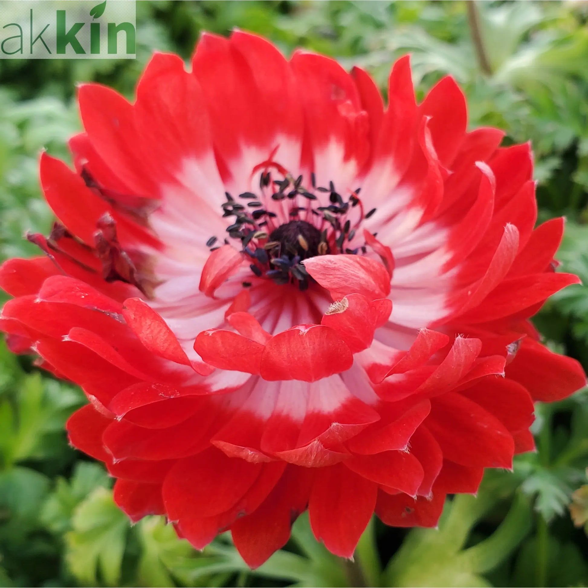 Anemone coronaria Harmony Double Scarlet 1L One Click Plants