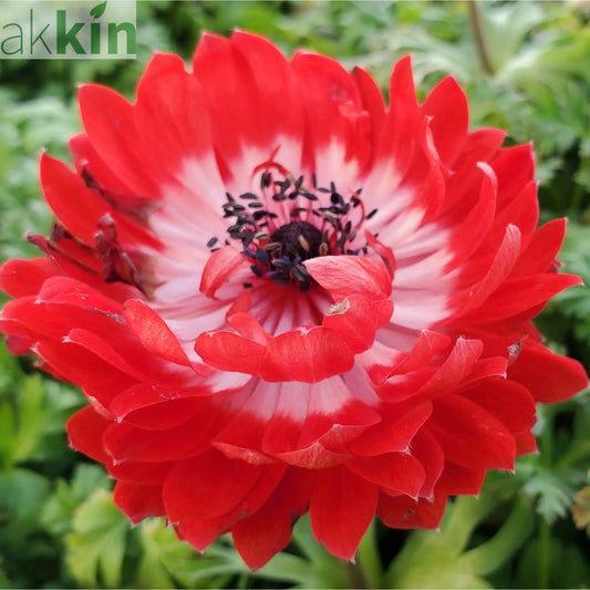 Anemone coronaria Harmony Double Scarlet 1L One Click Plants