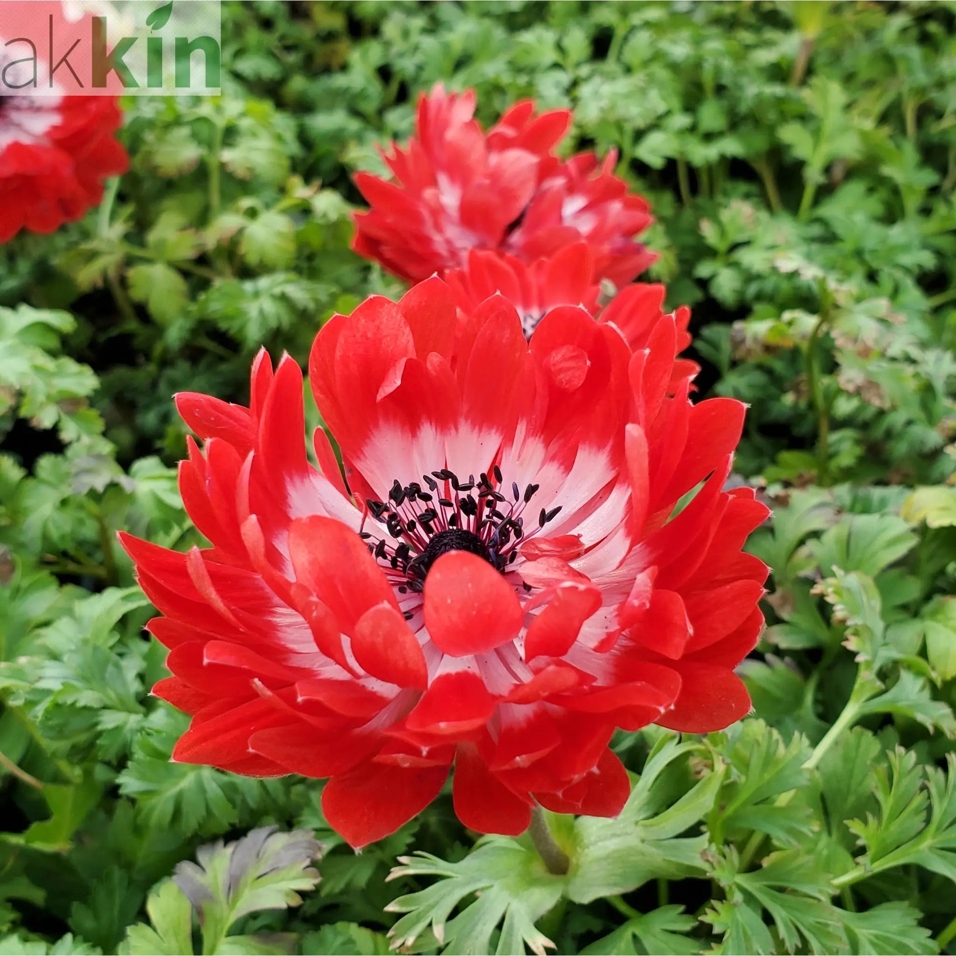 Anemone coronaria Harmony Double Scarlet 1L One Click Plants