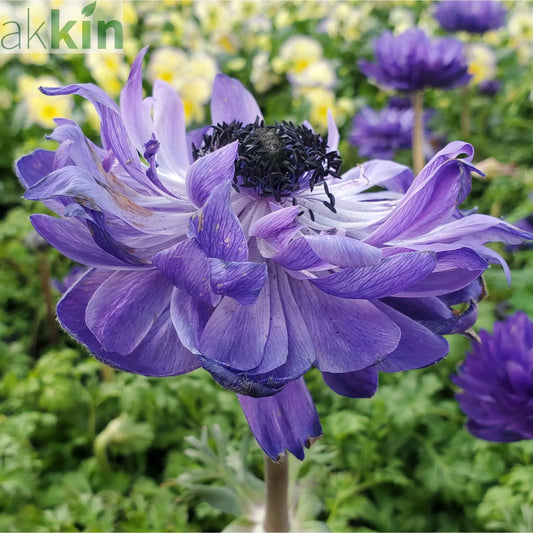 Anemone coronaria Harmony Double Blue 1L One Click Plants