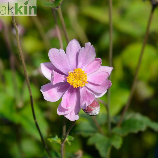 Anemone x hybrida 'Serenade' 1L One Click Plants
