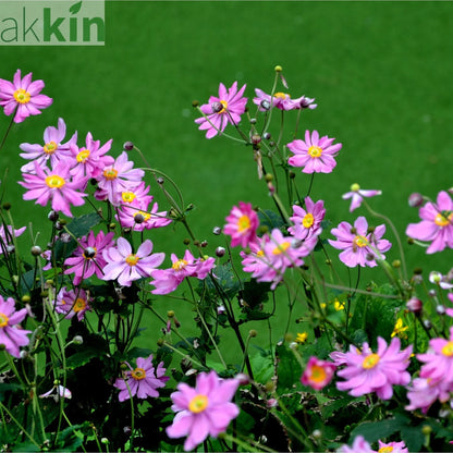 Anemone x hybrida 'Serenade' 1L One Click Plants