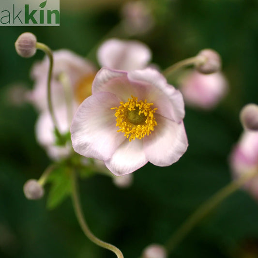 Anemone huphensis - 'Splendens' 1.5L One Click Plants