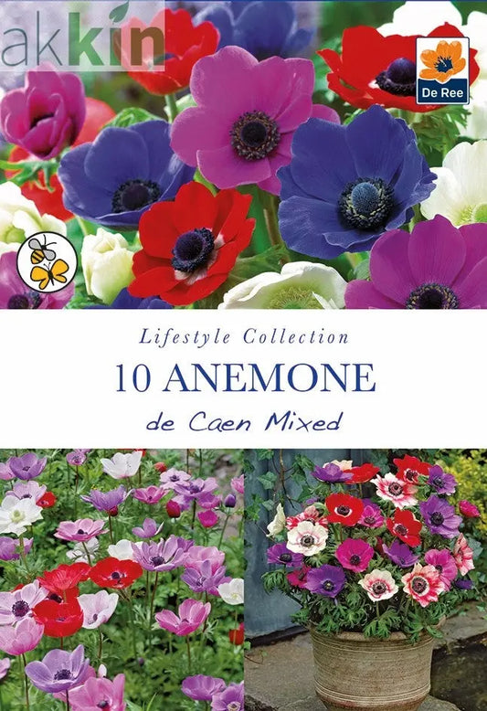 Anemone De Caen Mix - 10 Bulbs One Click Plants