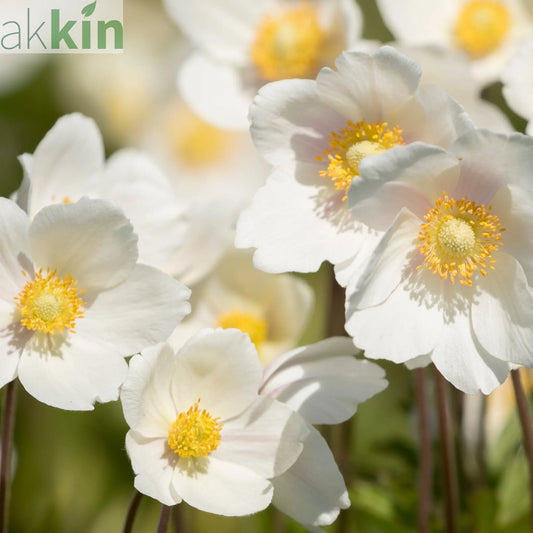 Anemone 'Dainty Swan' 3L One Click Plants