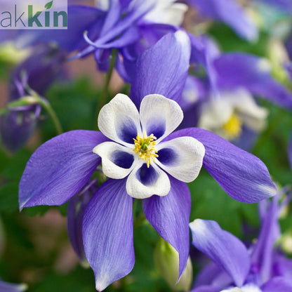 Aquilegia 'Spring Magic Blue' 9cm/1.5L One Click Plants
