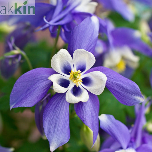 Aquilegia 'Spring Magic Blue' 9cm/1.5L One Click Plants