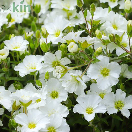 Arenaria montana  'Summer White Compact' 1.5L One Click Plants