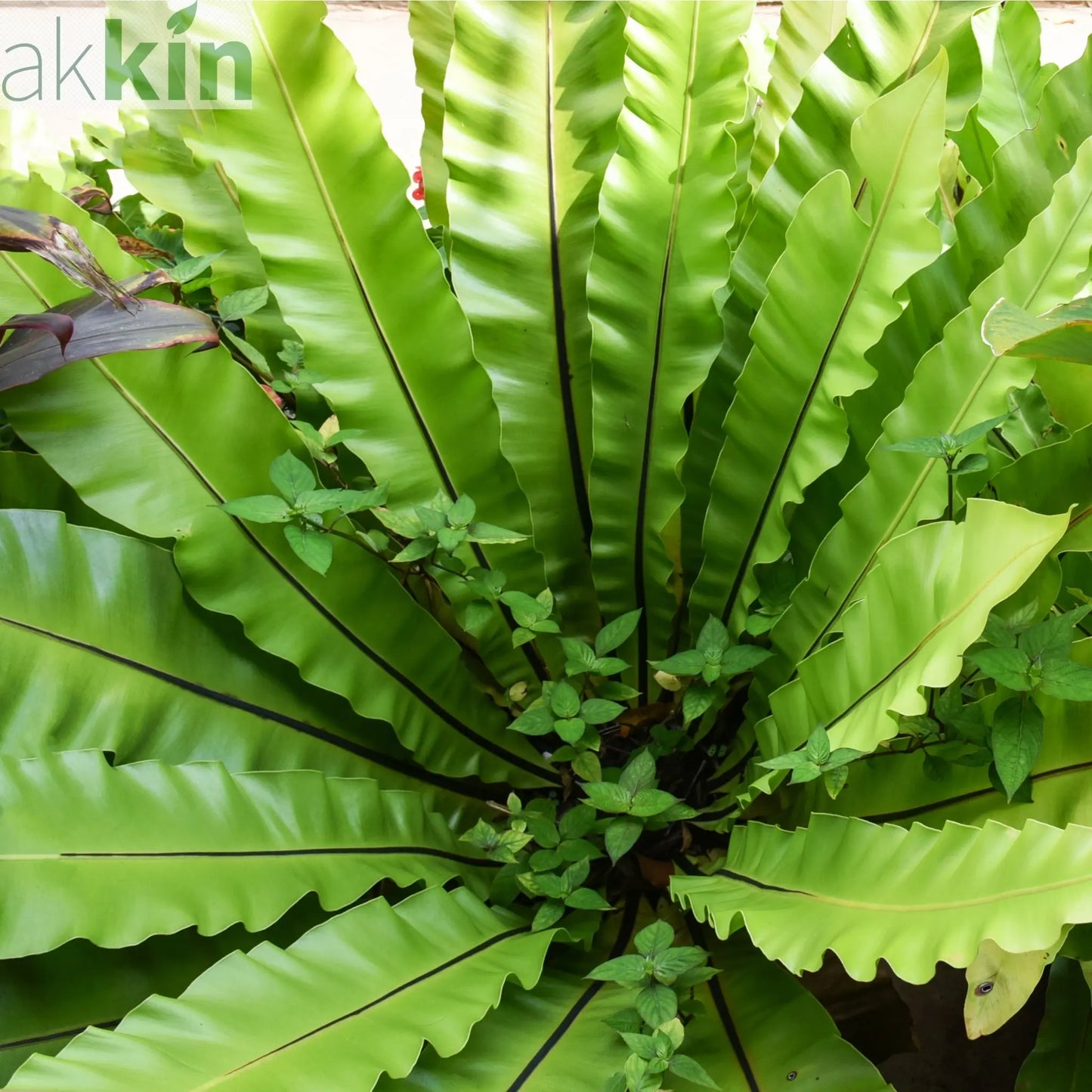 Fern Asplenium (11cm Pot) One Click Plants