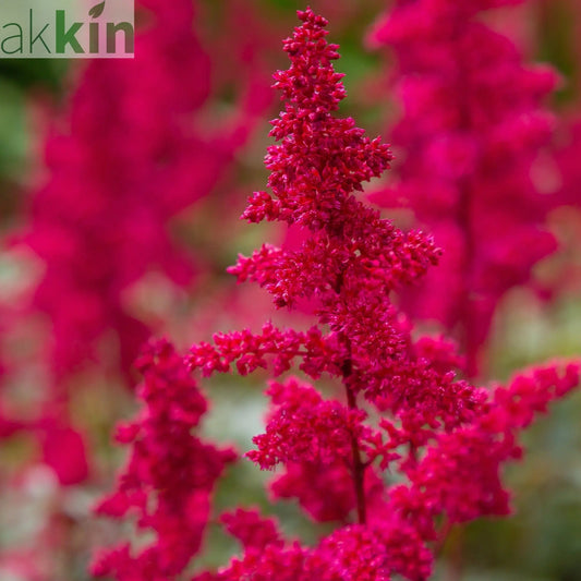 Astilbe arendsii Rose 9cm / 2L One Click Plants