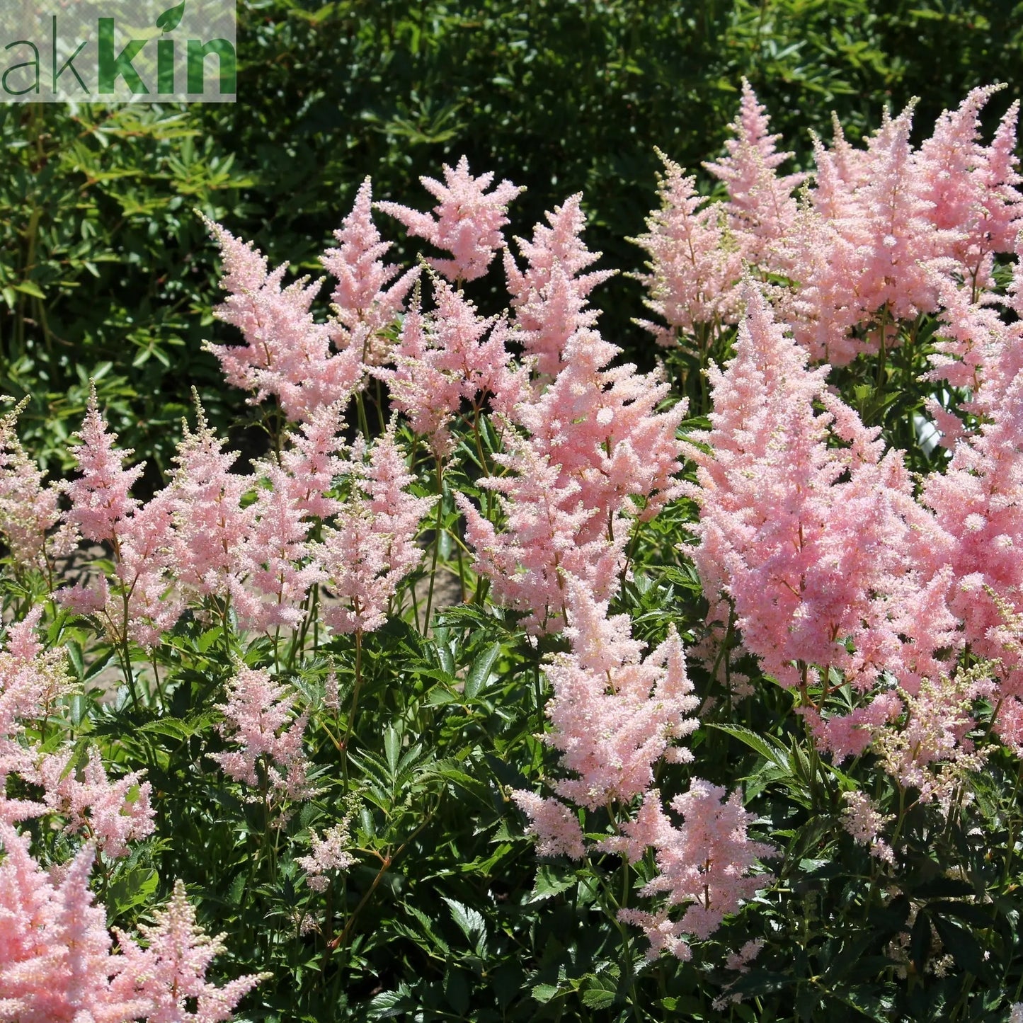 Astilbe Pink 2L One Click Plants