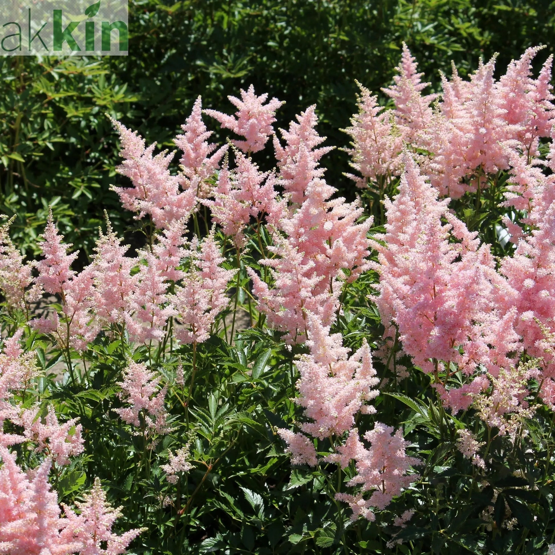 Astilbe Pink 2L One Click Plants