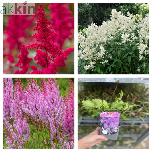 Mix of 3 x Astilbe 9cm One Click Plants