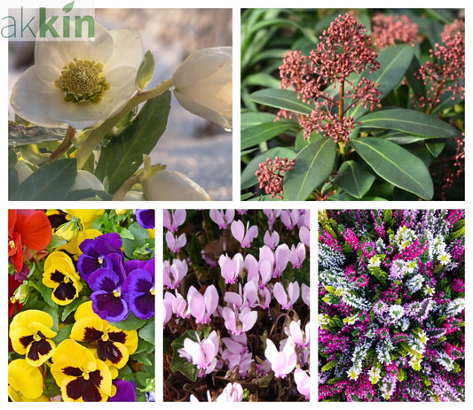 Autumn & Winter Flowering Mix One Click Plants